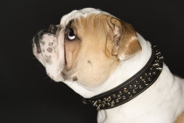 Bulldog in spiked collar. clipart