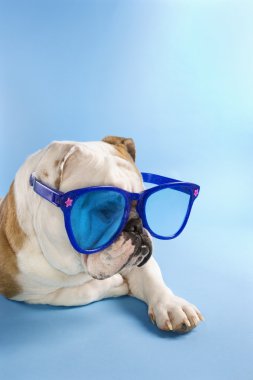 İngilizce bulldog güneş gözlüğü takıyor.