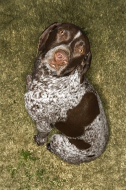 Alman shorthaired ibre köpek.