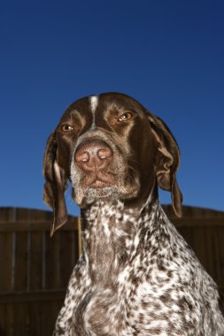 Alman shorthaired ibre köpek.