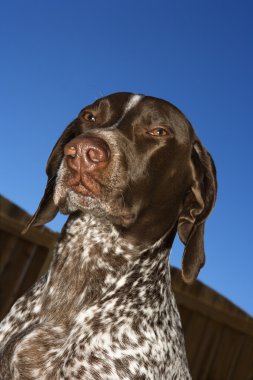 Alman shorthaired ibre köpek.