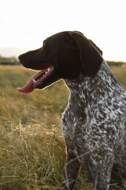 Sporting Pointer dog in field. clipart