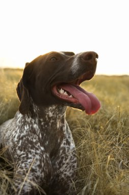 Sporting dog in field. clipart