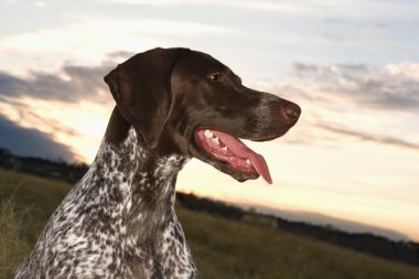 Alman shorthaired ibre köpek.