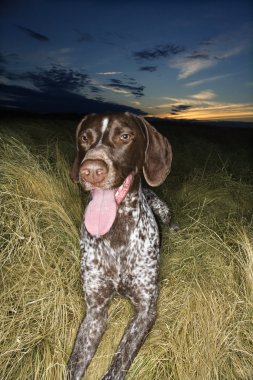 Pointer dog in field. clipart