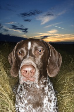 Pointer dog lying in field. clipart