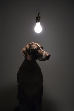 Dog under light bulb. clipart