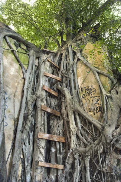 반얀트리에 사다리. — 스톡 사진