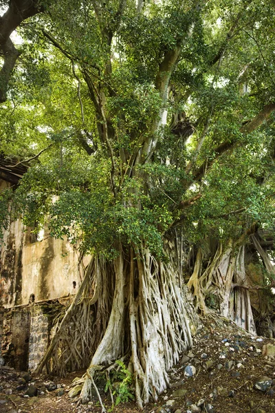Banyanboom in maui. — Stockfoto