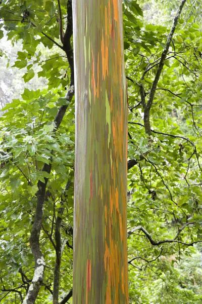 Rainbow eucalyptus Images - Search Images on Everypixel