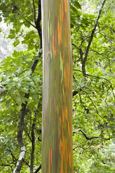 Regenboog eucalyptus boom in maui. — Stockfoto