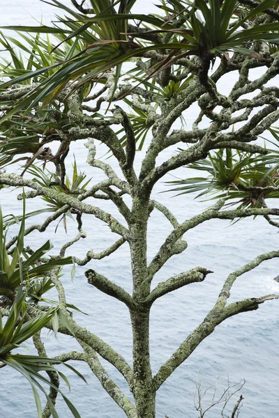 Lahala дерево в Мауї. — стокове фото