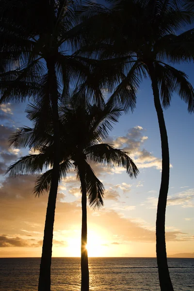 毛伊岛夕阳与棕榈树. — 图库照片