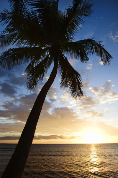 Maui sunset with palm tree. — Stockfoto