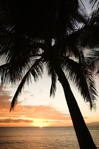 Oceano palma em Maui ao pôr do sol . — Fotografia de Stock