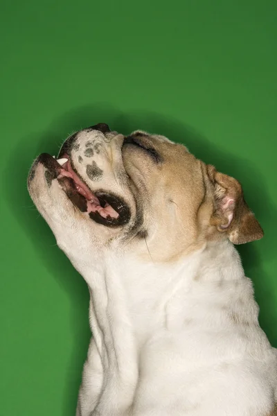 Portret Bulldog. — Zdjęcie stockowe