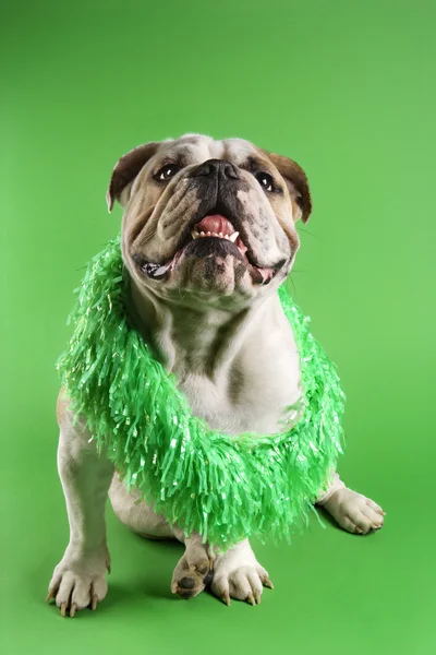 English Bulldog wearing boa. — Stock Photo, Image