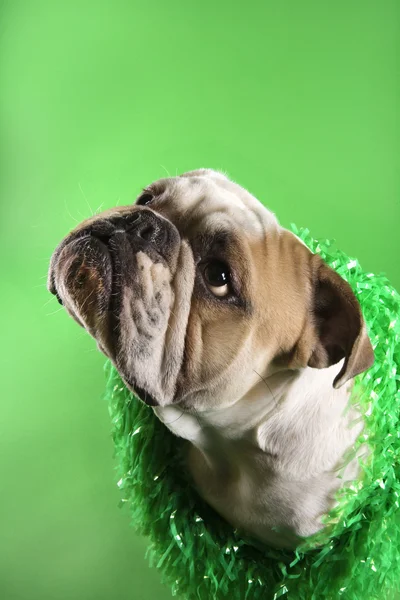 English Bulldog on green. — Stock Photo, Image
