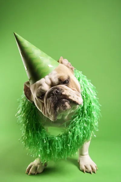 Bulldog in party hat. — Stock Photo, Image