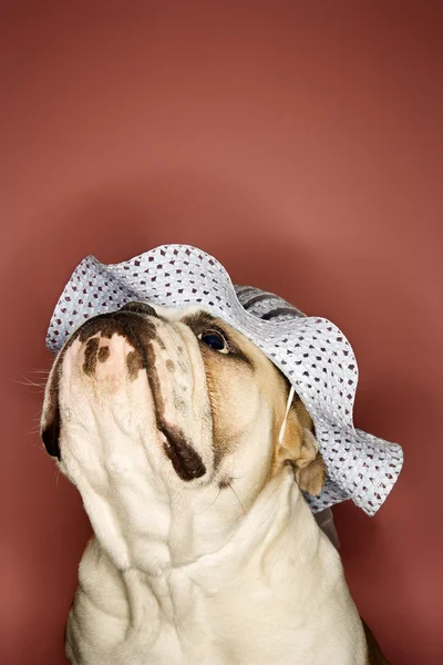 Bulldog inglese indossando cofano . — Foto Stock