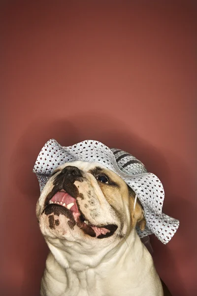 İngilizce bulldog giyiyor şapka. — Stok fotoğraf