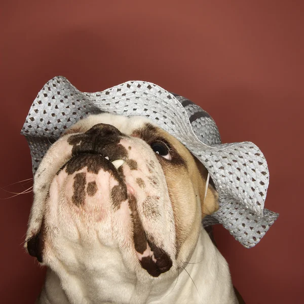 English Bulldog wearing bonnet. — Stock Photo, Image