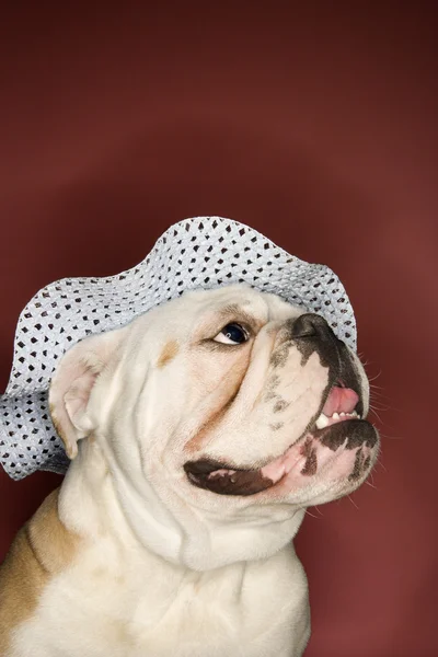 Bulldog Inglês usando chapéu . — Fotografia de Stock
