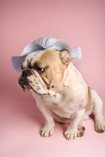 Engels bulldog op roze. — Stockfoto