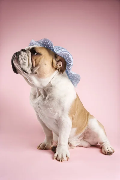 Bulldog inglese indossa cappello . — Foto Stock