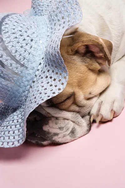 İngilizce bulldog uyku. — Stok fotoğraf