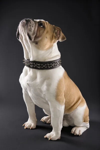 Bulldog inglés en cuello con pinchos . —  Fotos de Stock