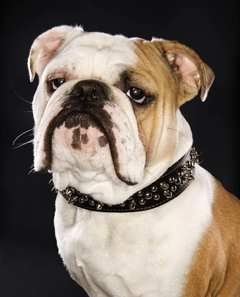 Bulldogge mit Stachelhalsband. — Stockfoto