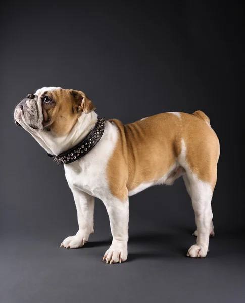 Retrato de Bulldog . —  Fotos de Stock