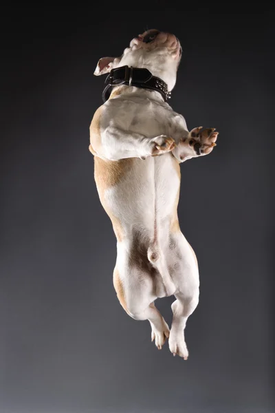 Englische Bulldogge springt. — Stockfoto