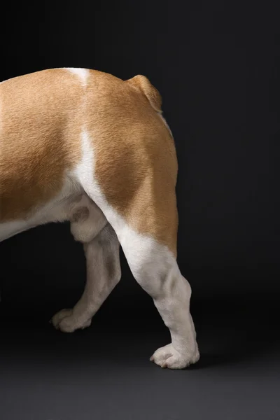 Hátsó lábak-ból angol bulldog. — Stock Fotó