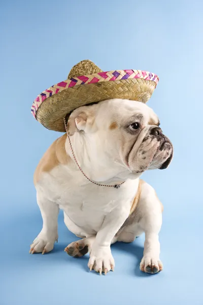 Inglês Bulldog vestindo sombrero . — Fotografia de Stock