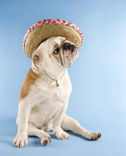 English Bulldog wearing sombrero. — Stock Photo, Image