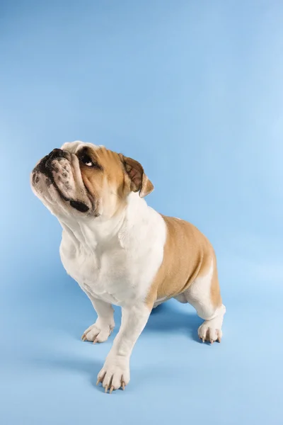 Inglés Bulldog portrait . —  Fotos de Stock
