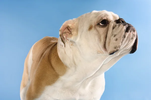 Englische Bulldogge auf blauem Hintergrund. — Stockfoto