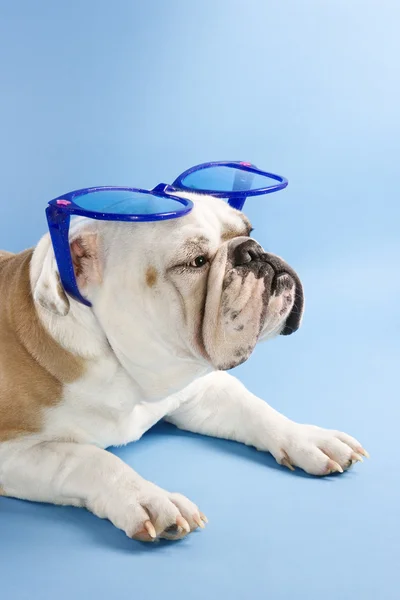 Bulldogge mit Sonnenbrille. — Stockfoto