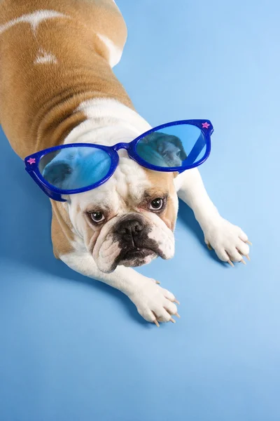 Bulldog indossa occhiali da sole . — Foto Stock