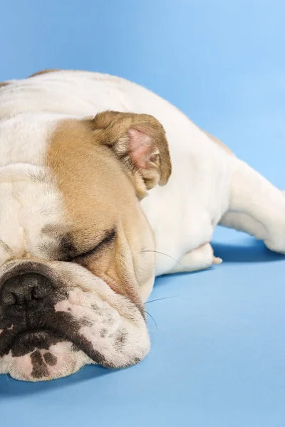 Sovande engelska bulldog. — Stockfoto