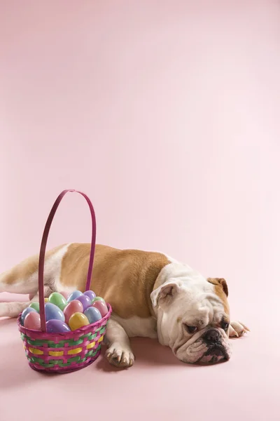 Bulldog com cesta de Páscoa . — Fotografia de Stock