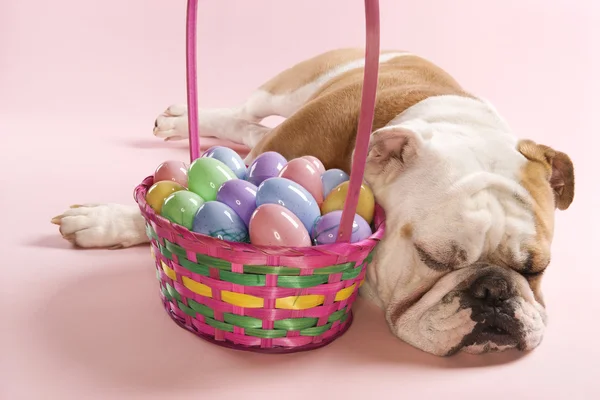 Bulldog con cesta de Pascua . —  Fotos de Stock