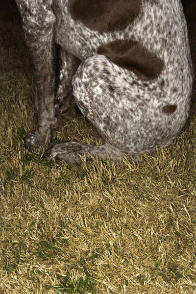 German Shorthaired Pointer dog. — Stock Photo, Image