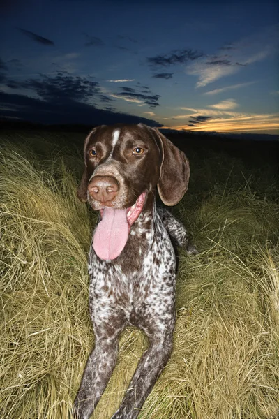Pointer dog in field. — Stock Photo, Image