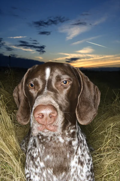 Pointer dog lying in field. — Stock Photo, Image