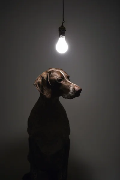 Hund unter Glühbirne. — Stockfoto