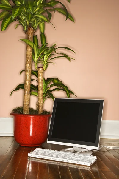 Computer with houseplant. — Stock Photo, Image