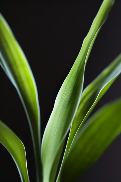 Lucky bamboo leaves. — Stock Photo, Image